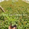 月季花 批發豐花月季小苗藤本月季 大花月季 盆栽花卉