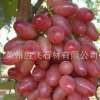 種植基地 出售紅乳葡萄苗 糖度高 耐儲運 歡迎來電洽談【圖】
