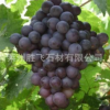 培育基地 供應 黑蜜葡萄苗 歡迎來電洽談 量大從優(yōu)