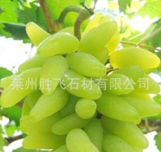 果樹培育基地 供應大量 肉嫩汁多 金手指葡萄苗 歡迎訂購