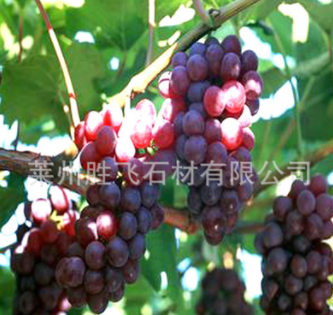 粒大無核 巨峰葡萄苗 培育基地 供應 歡迎來電洽談 量大從優
