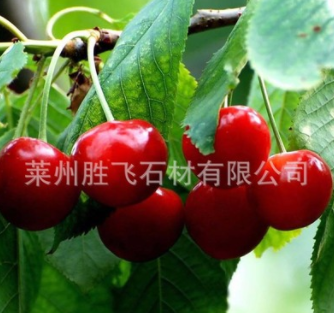 批發果樹苗 早大果櫻桃果苗 滋潤皮膚 果樹種植基地