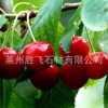 批發(fā)果樹苗 早大果櫻桃果苗 滋潤皮膚 果樹種植基地
