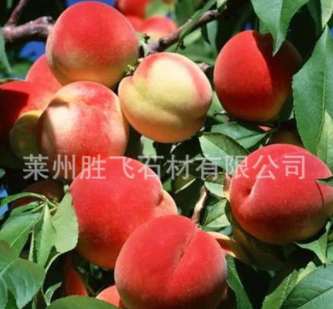 山東 果樹基地 供應 水蜜桃樹苗 嫁接桃樹苗 規格齊全