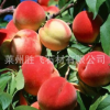 山東 果樹基地 供應 水蜜桃樹苗 嫁接桃樹苗 規(guī)格齊全