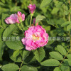 基地批發玫瑰苗 花卉盆栽園藝植物四季玫瑰花苗 玫瑰花量大優惠
