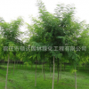 國槐樹苗批發國槐小苗黃金槐園林綠化苗木行道綠植規格齊全