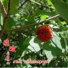 構樹 綠化工程 風景 行道樹 地徑2-15cm 果實可食用 基地直銷