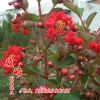 紅火箭紫薇 落葉喬木 粗1-5cm 耐旱 耐貧瘠 花色鮮紅 造景樹種