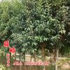 高桿女貞 基地綠化工程苗 常綠喬木 大葉女貞 四季常青 規格齊全