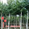 基地直銷 樹形優美 行道樹 北美楓香批發 根系深 貨源充足