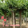 綠化苗常年供應 苦楝樹苗價格 地徑3-8cm 凈化空氣 量大從優