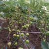 精品熱銷無花果高產(chǎn)嫁接葡萄苗 現(xiàn)貨批發(fā)葡萄苗 優(yōu)質(zhì)葡萄苗種苗