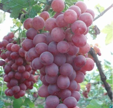 供應(yīng)高純度貝達(dá)嫁接紅地球葡萄苗【金華葡萄苗】