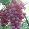 供應(yīng)高純度貝達(dá)嫁接紅地球葡萄苗【金華葡萄苗】