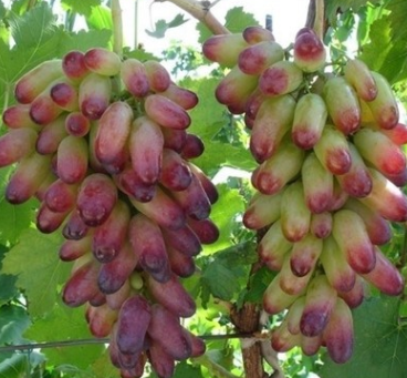 優(yōu)質(zhì)巨峰嫁接美人指葡萄苗金華葡萄苗