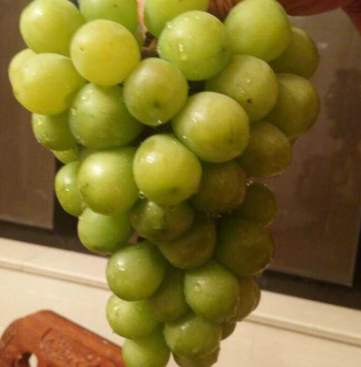 精品適合觀光栽培提供全程配套種 金香一號(hào)葡萄苗很甜的葡萄苗