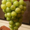 精品適合觀光栽培提供全程配套種 金香一號葡萄苗很甜的葡萄苗