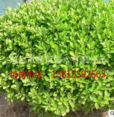 大量出售優質的小葉黃楊床苗 小苗 小葉黃楊價格基地直銷