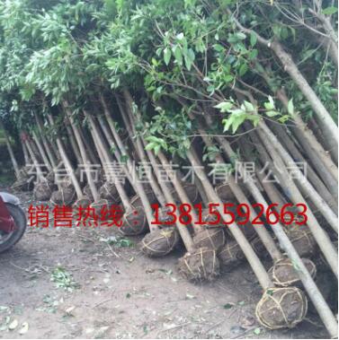 批發供應大葉女貞 工程 綠化 大葉女貞行道樹