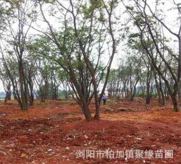 直銷 大叢生樸樹 價格實惠