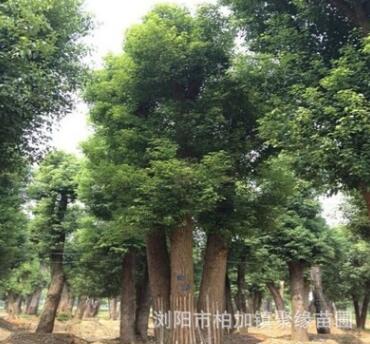 精品香樟多種規格供應 樟樹苗圃基地直銷