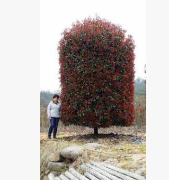直銷大 紅葉石楠 價格實惠
