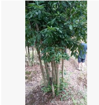 直銷，大叢生楊梅 移植苗價格實惠