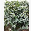盆栽千里香茶花 1m-1.3m高大冠幅帶花苞壯苗 烈香茶花廠家直銷