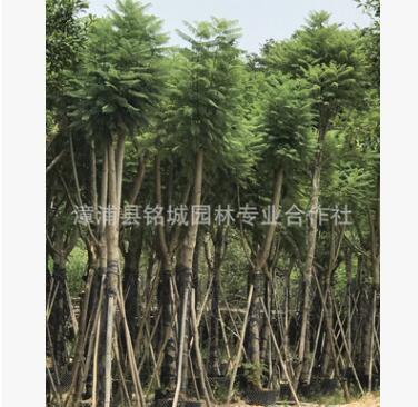 福建批發工程綠化藍花楹 行道樹藍花楹 15公分藍花楹藍影樹