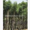 福建批發工程綠化藍花楹 行道樹藍花楹 15公分藍花楹藍影樹