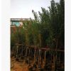 供應工程綠化苗 小葉紫薇 園林綠化 行道樹綠化 大紅花紫薇