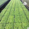室內(nèi)凈化空氣吸甲醛幸福樹花卉種苗 辦公室常綠植物幸福樹種苗