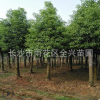 直銷行道用香樟樹(shù)園林綠化苗木風(fēng)景樹(shù)庭蔭樹(shù) 香樟樹(shù)大苗 工程苗