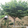 櫻花 山東5公分櫻花樹價格 泰安1公分2公分3公分櫻花樹苗價格 產