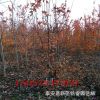 大量供應叢生美國紅楓紅點　紅楓秋火焰　1.5-2.0米高.