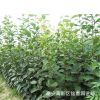 柿子苗 山東1-5公分日本甜柿樹苗價格 1公分2公分脆柿產地