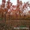 現貨供應8公分美國紅楓樹苗價格 10公分紅楓樹產地 圖片