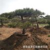 景松 山東3米造型景松價格 4米造型景松 20 30造型黑油松景松價格