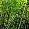 園林工程剛竹苗 綠化竹子苗 行道樹(shù) 產(chǎn)地直銷(xiāo)剛竹 價(jià)格優(yōu)惠