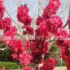 工程綠化苗木直銷(xiāo) 紅葉碧桃樹(shù)苗紫葉碧桃苗 庭院園林觀花植物