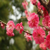基地直銷(xiāo)紅梅樹(shù)苗 工程綠化庭院種植觀賞苗木 紅梅小苗 規(guī)格全