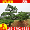 批發優良黑松 造型黑松 優美四季常青黑松 園林綠化工程 風景樹