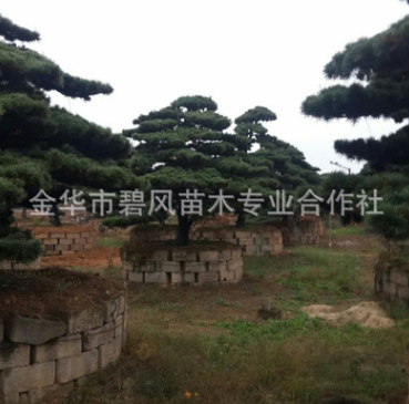 供應(yīng)優(yōu)良大型五針?biāo)?造型樹 別墅室內(nèi)盆景 五針?biāo)纱笮驮煨? title=