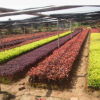 優(yōu)品 供應(yīng)茶花 茶梅 紅花繼木 紅葉石楠等插扦苗