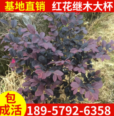 基地直銷高品質紅花繼木大杯苗 工程綠化紅花繼木綠化小苗價格