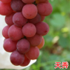 專業直供天秀汁多口感香甜葡萄苗 質優鮮紅色高品質葡萄苗