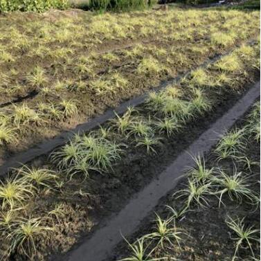 金葉苔草 觀賞植物 觀葉植物 多年生常綠植物 園林造景