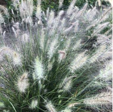 小兔子狼尾草盆栽 室外庭院觀賞草成株盆景綠化園林工程地栽植物
