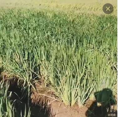 黃菖蒲 水生植物池塘 基地直銷 各種水生植物 觀賞花草